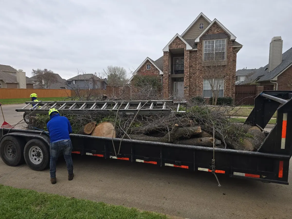 Expert Tree Removal with proper safety equipment in Art